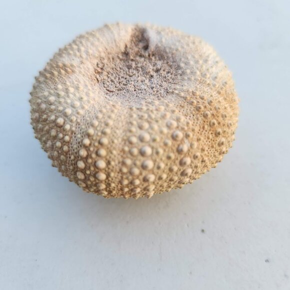 Whole Sea Urchin Fossil Shell Gems and Minerals Rocks Fossils Decor Nautical Nic - Picture 8 of 14